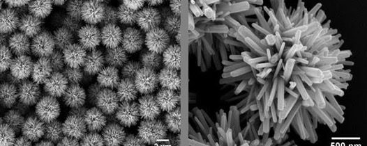 Two microscopic images at different sizes showing hedgehog-like structures