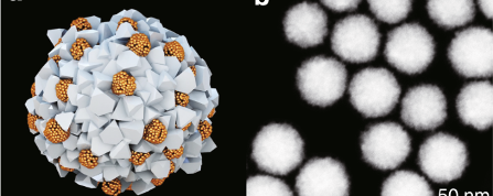 Microscopic image showing fuzzy white balls